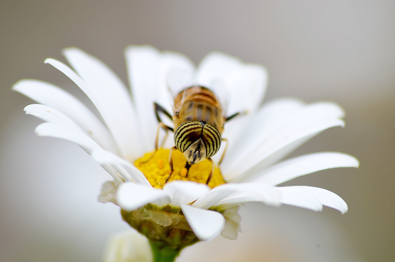 How to Create a Bee-Friendly Garden